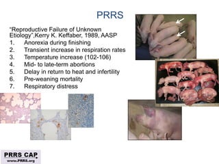 Surveillance and disease control approaches for pigs and their application to ASF