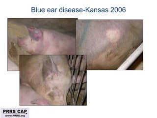 Surveillance and disease control approaches for pigs and their application to ASF
