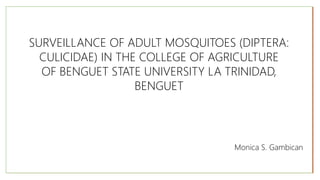 SURVEILLANCE OF ADULT MOSQUITOES (DIPTERA:
CULICIDAE) IN THE COLLEGE OF AGRICULTURE
OF BENGUET STATE UNIVERSITY LA TRINIDAD,
BENGUET
Monica S. Gambican
 