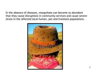 In the absence of diseases, mosquitoes can become so abundant that they cause disruptions in community services and cause severe stress in the affected local human, pet and livestock populations. 