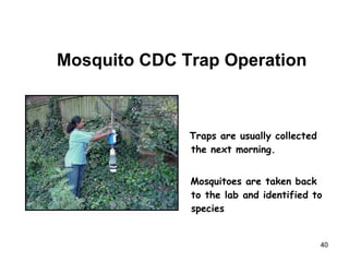 Traps are usually collected the next morning. Mosquitoes are taken back to the lab and identified to species Mosquito CDC Trap Operation 