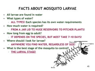 FACTS ABOUT MOSQUITO LARVAE All larvae are found in water What types of water?  ALL TYPES!  Each species has its own water requirements How much water is required?  FROM A JAR LID TO HUGE RESERVOIRS TO PITCHER PLANTS! How long from egg to adult?  IT DEPENDS ON THE SPECIES, BUT MOST TAKE 7-10 DAYS! Where should I look for larvae?  ANYWHERE YOU FIND WATER, REGARDLESS OF SIZE! What is the best stage of the mosquito to control? THE LARVAL STAGE!   