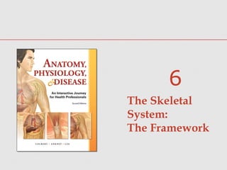 The Skeletal
System:
The Framework
6
 