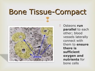 Parallel Medium Bone Survey of Anatomy and Physiology Chapter 6 | PPT