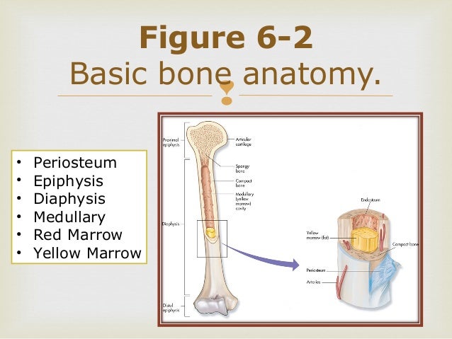 Chapter 6 Anatomy And Physiology