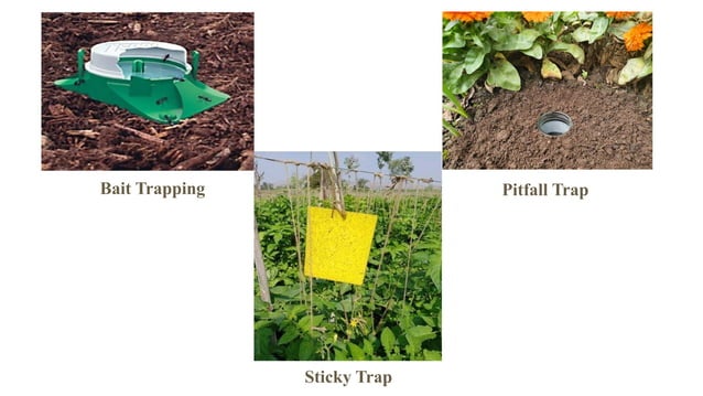 Ipm Insect Traps Survey_and_Surveillance_in_IPM (Integrated Pest Management).pptx
