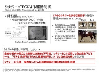 [11] Andersson, L. S. et al., "Mutations in DMRT3 affect locomotion in horses and spinal circuit function in mice." Nature 488.7413, pp. 642-646, 2012.
[12] Joy, J. E. et al., "Spinal Cord Injury:: Progress, Promise, and Priorities." National Academies Press, 2005.
全身の筋肉の独立した制御はほぼほぼ不可能．シナジーをフル活用して自由度を下げる
一方，「巧みさ」を実現するために重要な部分については自由度を保つようにする
シナジーの表象は未解明．しかし・・・
シナジー・CPGは，複雑なシステムの運動制御の自由度の問題に貢献
Graham Brown's unpublished 1941 film
• 除脳猫(Joy et al., 2005)
• 中脳歩行誘発野（MLR）の刺激
• トレッドミル上で3種類の歩様
CPGのシナジーを決める遺伝子の存在の
証明(Andersson et al., 2012)
• 馬の系統にはpaceの修得
が容易な系統と不得意な系
統がある．その違いがたった
一つの遺伝子で支配されて
いた
• マウスで特定の箇所の遺伝
子を改変すると異常なパター
ンで歩行を始めた
TrotPace
シナジー・CPGによる運動制御
(Joy et al., 2005; Andersson et al., 2012)
 