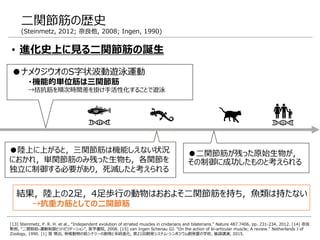 • 進化史上に見る二関節筋の誕生
●二関節筋が残った原始生物が，
その制御に成功したものと考えられる
●ナメクジウオのS字状波動遊泳運動
・機能的単位筋は三関節筋
→拮抗筋を順次時間差を掛け手活性化することで遊泳
結果，陸上の2足，4足歩行の動物はおおよそ二関節筋を持ち，魚類は持たない
→抗重力筋としての二関節筋
●陸上に上がると，三関節筋は機能しえない状況
におかれ，単関節筋のみ残った生物も，各関節を
独立に制御する必要があり，死滅したと考えられる
二関節筋の歴史
(Steinmetz, 2012; 奈良他, 2008; Ingen, 1990)
[13] Steinmetz, P. R. H. et al., “Independent evolution of striated muscles in cnidarians and bilaterians.” Nature 487.7406, pp. 231-234, 2012. [14] 奈良
勲他, "二関節筋-運動制御とリハビリテーション", 医学書院, 2008. [15] van Ingen Schenau GJ. "On the action of bi-articular muscle; A review." Netherlands J of
Zoology, 1990. [1] 筧 慎治, 脊椎動物の筋シナジーの創発と系統進化, 第21回創発システム・シンポジウム創発夏の学校, 基調講演, 2015.
 