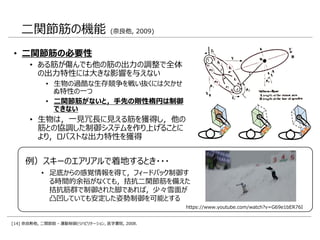 二関節筋の機能 (奈良他, 2009)
• 二関節筋の必要性
• ある筋が傷んでも他の筋の出力の調整で全体
の出力特性には大きな影響を与えない
• 生物の過酷な生存競争を戦い抜くには欠かせ
ぬ特性の一つ
• 二関節筋がないと，手先の剛性楕円は制御
できない
• 生物は，一見冗長に見える筋を獲得し，他の
筋との協調した制御システムを作り上げることに
より，ロバストな出力特性を獲得
例）スキーのエアリアルで着地するとき・・・
• 足底からの感覚情報を得て，フィードバック制御す
る時間的余裕がなくても，拮抗二関節筋を備えた
拮抗筋群で制御された脚であれば，少々雪面が
凸凹していても安定した姿勢制御を可能とする
https://www.youtube.com/watch?v=G69e1bER76I
[14] 奈良勲他, 二関節筋 - 運動制御とリハビリテーション, 医学書院, 2008.
 