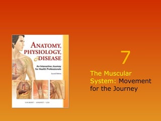 7
The Muscular
System: Movement
for the Journey

 