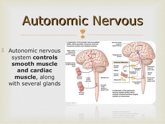 Survey of Anatomy and Physiology Chap 9 Part One