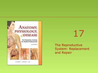 17
The Reproductive
System: Replacement
and Repair

 