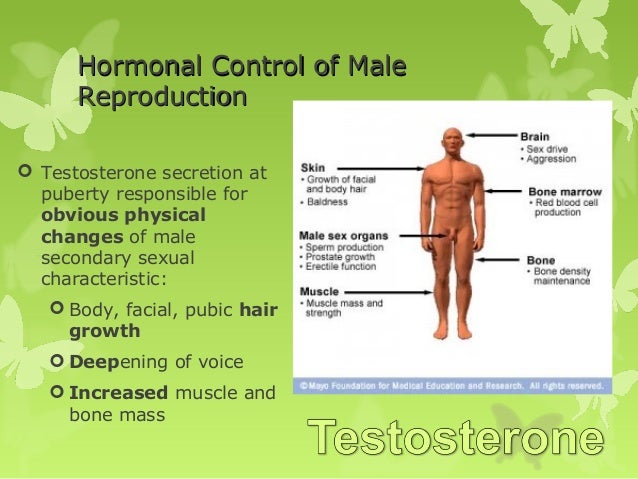 Survey Of Anatomy And Physiology Chapter 17
