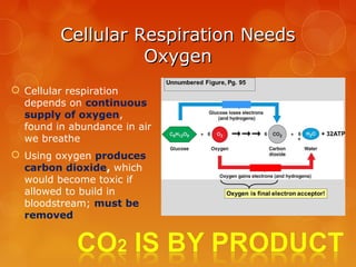 Survey of Anatomy & Physiology Chap 13 | PPT