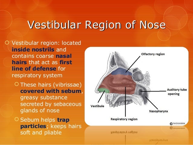 Survey of Anatomy & Physiology Chap 13