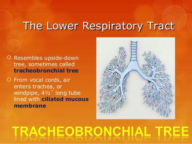 Survey of Anatomy & Physiology Chap 13