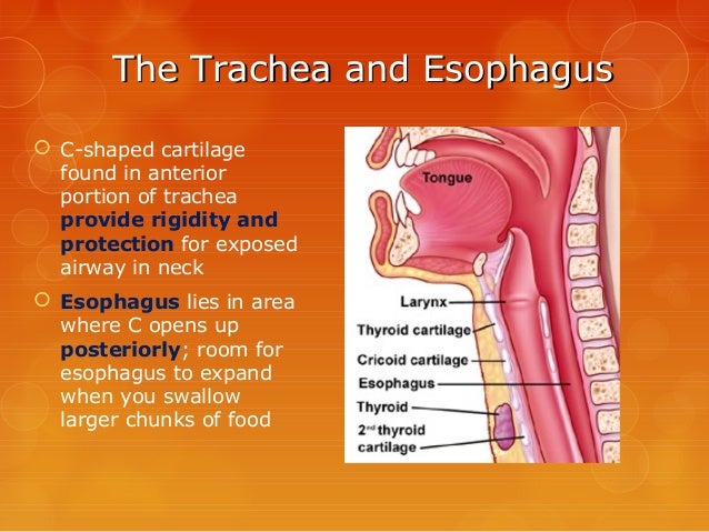 Survey of Anatomy & Physiology Chap 13