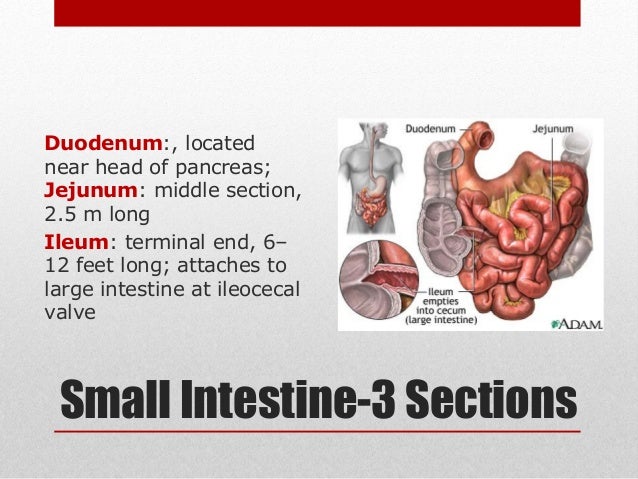 Survey of Anatomy & Physiology Chap 15