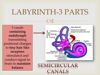 Endolymph Labyrinth Survey of Anatomy & Physiology Chapter 11 | PPTX