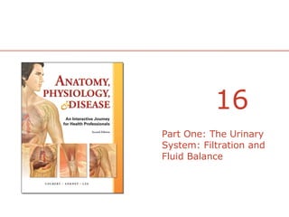 16
Part One: The Urinary
System: Filtration and
Fluid Balance

 
