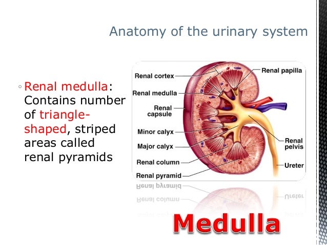 conclusion of urinary system conclusion of urinary system