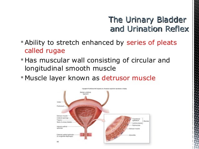 Survey of Anatomy & Physiology Chapter 16