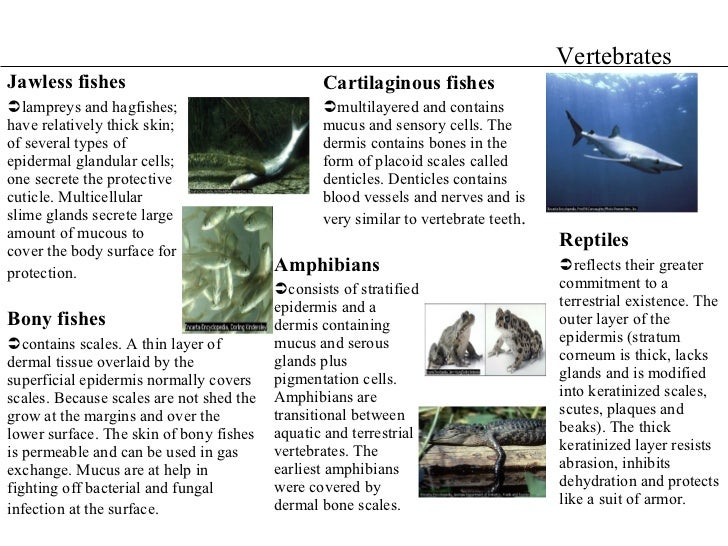Survey of integumentary system