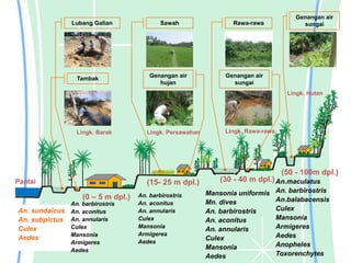 Pantai
Lubang Galian
Tambak
Mansonia uniformis
Mn. dives
An. barbirostris
An. aconitus
An. annularis
Culex
Mansonia
Aedes
An.maculatus
An. barbirostris
An.balabacensis
Culex
Mansonia
Armigeres
Aedes
Anopheles
Toxorenchytes
Sawah Rawa-rawa
Genangan air
sungai
Genangan air
hujan
Genangan air
sungai
(0 – 5 m dpl.)
(15- 25 m dpl.) (30 - 40 m dpl.)
(50 - 100m dpl.)
Lingk. Barak Lingk. Persawahan Lingk. Rawa-rawa
Lingk. Hutan
An. sundaicus
An. subpictus
Culex
Aedes
An. barbirostris
An. aconitus
An. annularis
Culex
Mansonia
Armigeres
Aedes
An. barbirostris
An. aconitus
An. annularis
Culex
Mansonia
Armigeres
Aedes
 