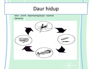 Daur hidup
telur - jentik - kepompong/pupa - nyamuk
(dewasa).
 