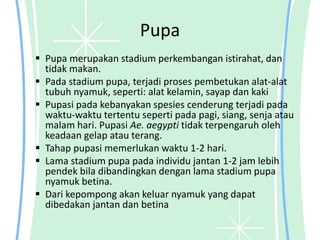 Pupa
 Pupa merupakan stadium perkembangan istirahat, dan
tidak makan.
 Pada stadium pupa, terjadi proses pembetukan alat-alat
tubuh nyamuk, seperti: alat kelamin, sayap dan kaki
 Pupasi pada kebanyakan spesies cenderung terjadi pada
waktu-waktu tertentu seperti pada pagi, siang, senja atau
malam hari. Pupasi Ae. aegypti tidak terpengaruh oleh
keadaan gelap atau terang.
 Tahap pupasi memerlukan waktu 1-2 hari.
 Lama stadium pupa pada individu jantan 1-2 jam lebih
pendek bila dibandingkan dengan lama stadium pupa
nyamuk betina.
 Dari kepompong akan keluar nyamuk yang dapat
dibedakan jantan dan betina
 