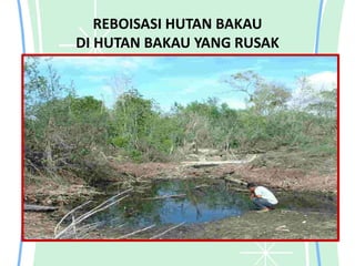 REBOISASI HUTAN BAKAU
DI HUTAN BAKAU YANG RUSAK
 
