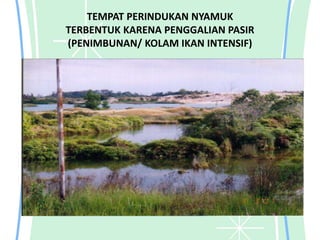 TEMPAT PERINDUKAN NYAMUK
TERBENTUK KARENA PENGGALIAN PASIR
(PENIMBUNAN/ KOLAM IKAN INTENSIF)
 