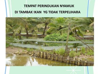 TEMPAT PERINDUKAN NYAMUK
DI TAMBAK IKAN YG TIDAK TERPELIHARA
 