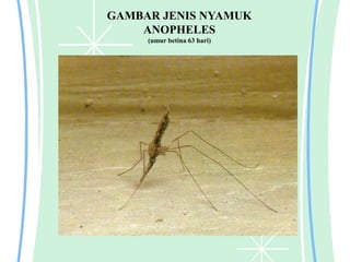 GAMBAR JENIS NYAMUK
ANOPHELES
(umur betina 63 hari)
 