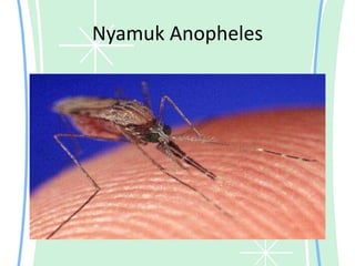 Nyamuk Anopheles
 