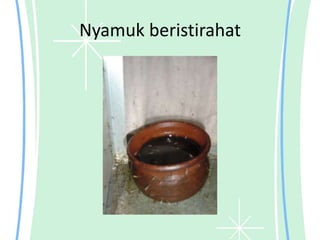 Nyamuk beristirahat
 
