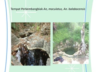 Tempat Perkembangbiak An, maculatus, An. balabacensis
 