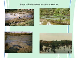 Tempat berkembangbiak An, sundaicus, An. subpictus
 