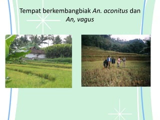 Tempat berkembangbiak An. aconitus dan
An, vagus
 