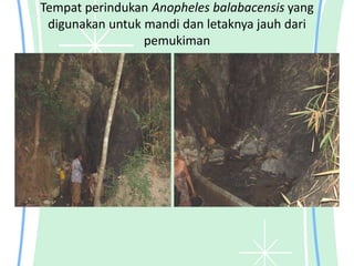 Tempat perindukan Anopheles balabacensis yang
digunakan untuk mandi dan letaknya jauh dari
pemukiman
 