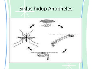 Siklus hidup Anopheles
 