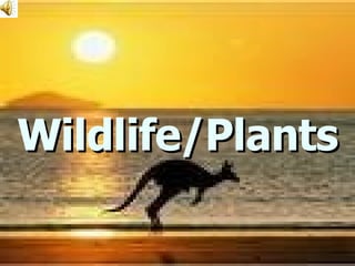 Wildlife/Plants 