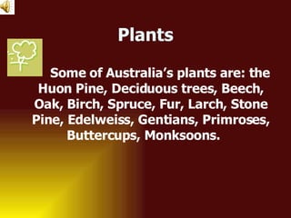 Plants Some of Australia’s plants are: the Huon Pine, Deciduous trees, Beech, Oak, Birch, Spruce, Fur, Larch, Stone Pine, Edelweiss, Gentians, Primroses, Buttercups, Monksoons.  