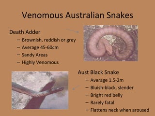 Venomous Australian Snakes Death Adder Brownish, reddish or grey Average 45-60cm Sandy Areas Highly Venomous Aust Black Snake Average 1.5-2m Bluish-black, slender Bright red belly Rarely fatal Flattens neck when aroused 