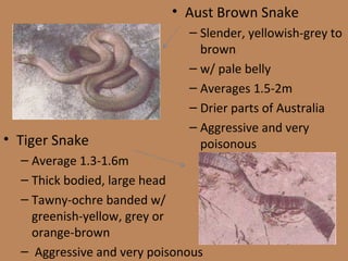 Aust Brown Snake Slender, yellowish-grey to brown w/ pale belly Averages 1.5-2m Drier parts of Australia Aggressive and very poisonous Tiger Snake Average 1.3-1.6m Thick bodied, large head Tawny-ochre banded w/ greenish-yellow, grey or orange-brown Aggressive and very poisonous 
