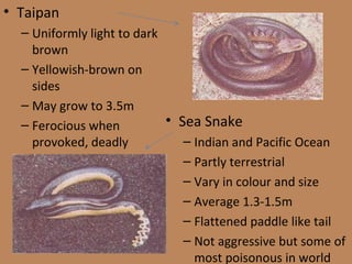 Taipan Uniformly light to dark brown Yellowish-brown on sides May grow to 3.5m Ferocious when provoked, deadly Sea Snake Indian and Pacific Ocean Partly terrestrial Vary in colour and size Average 1.3-1.5m Flattened paddle like tail Not aggressive but some of most poisonous in world 