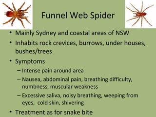 Funnel Web Spider Mainly Sydney and coastal areas of NSW Inhabits rock crevices, burrows, under houses, bushes/trees Symptoms Intense pain around area Nausea, abdominal pain, breathing difficulty, numbness, muscular weakness Excessive saliva, noisy breathing, weeping from eyes,  cold skin, shivering Treatment as for snake bite 