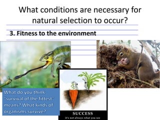 Natural Selection: Survival of the Fittest – Sprouts – Learning Videos –  Social Sciences