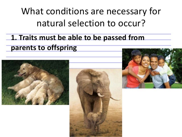 What Conditions Must Be Present For Natural Selection What Conditions Must Be Present For Natural Selection