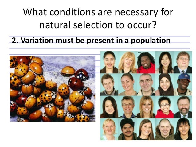 When Does Natural Selection Occur When Does Natural Selection Occur